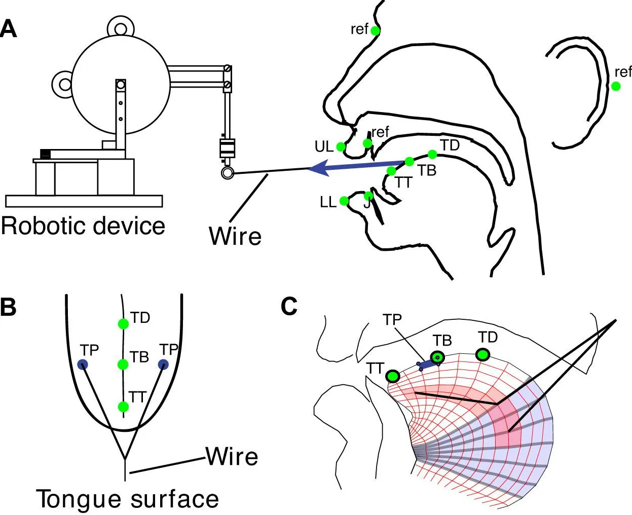 Quick Compensatory Mechanisms for Tongue Posture Stabilization